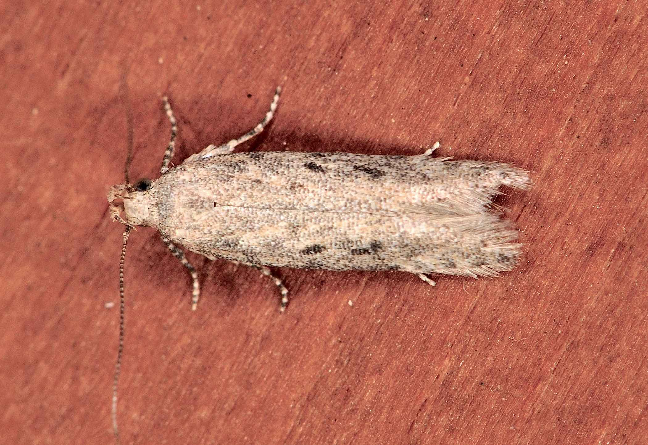 Gelechiidae: Scrobipalpa cf obsoletella ?